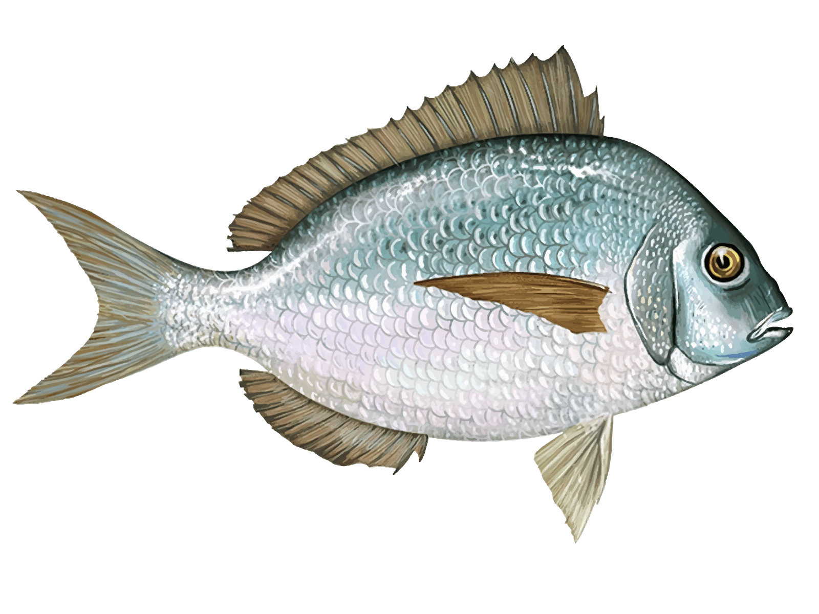 Scup
